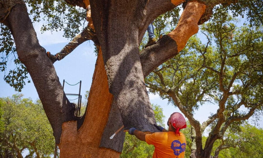 FOTO CORUCHE CORTIÇA